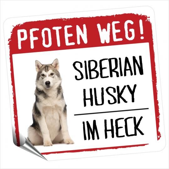 Siberian Husky 1 PFOTEN WEG 